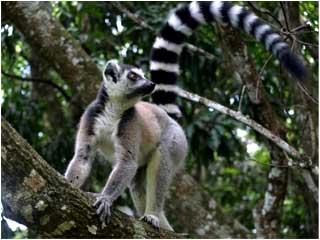 Nahampoana lemur reserve